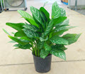 10" Aglaonema Stripes